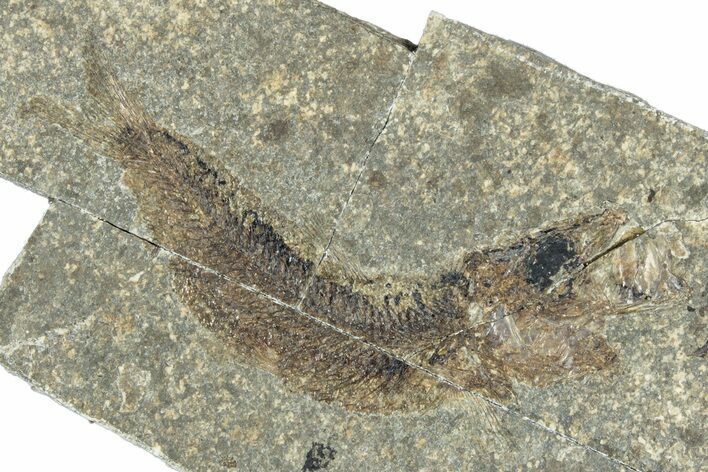 Oligocene Fossil Clupeoid Fish (Beksinskiella) - Poland #320633